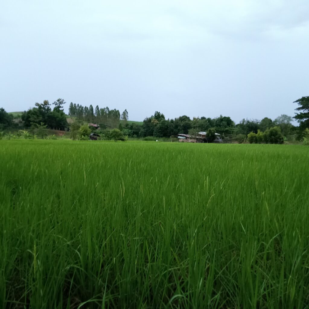 ရခိုင်မှ စပါးစိုက်တောင်သူများတွင်ယခုနှစ် စပါးအထွက်နှုန်း လျော့နည်းနိုင်